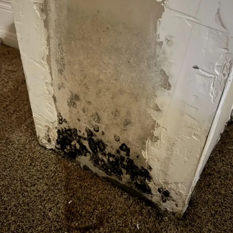Professional Mold Removal in Wyoming County, PA
